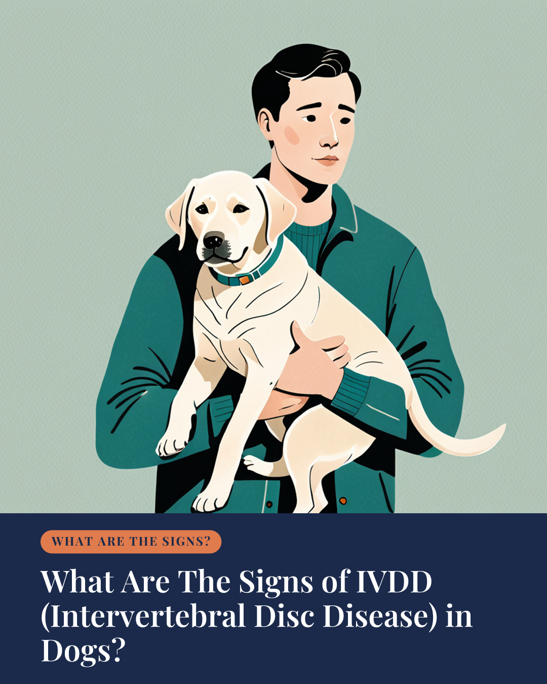 What Are The Signs of IVDD (Intervertebral Disc Disease) in Dogs? | The ...